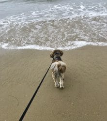 Max running on dog beach in Santa Barbara