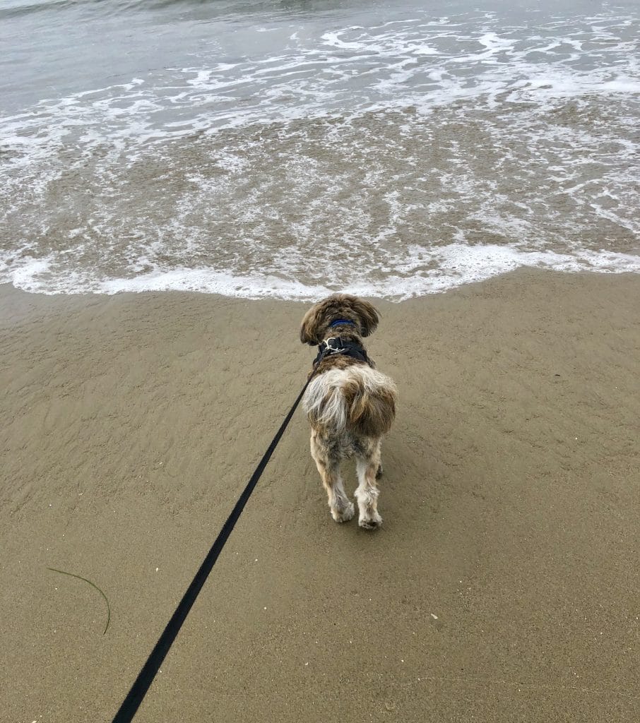 are dogs allowed on santa barbara beaches